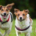 Cómo se diferencian los border collie machos y hembras