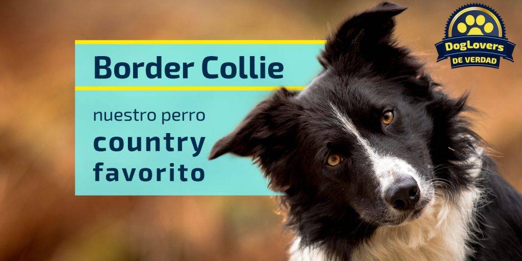 border collie nombre - Buscas inspiración para nombrar a tu Border Collie