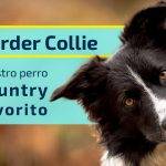 Buscas inspiración para nombrar a tu Border Collie