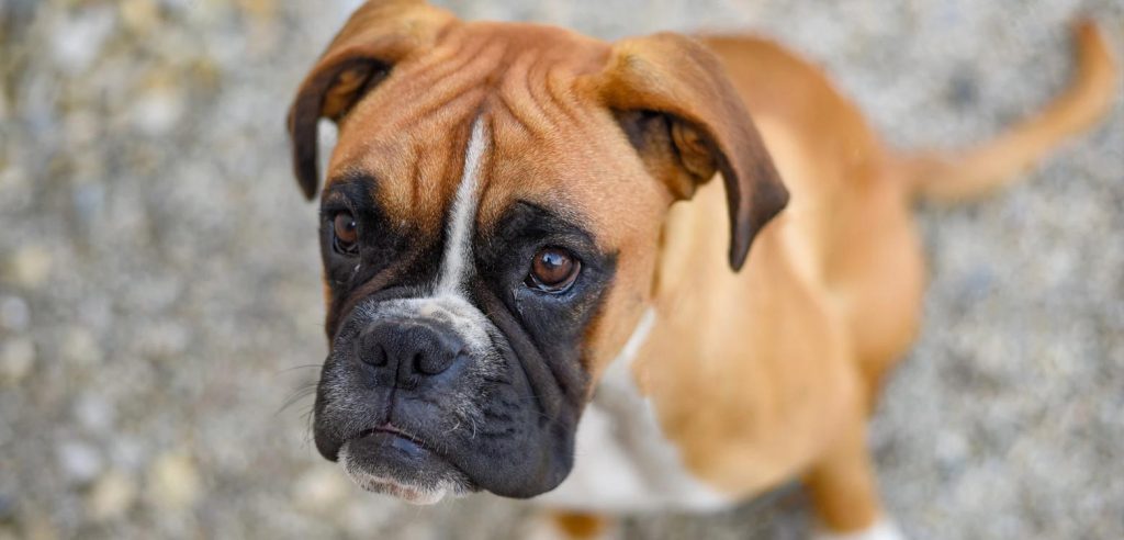 boxer aleman - Conoces los diferentes tipos de perros bóxer y sus características