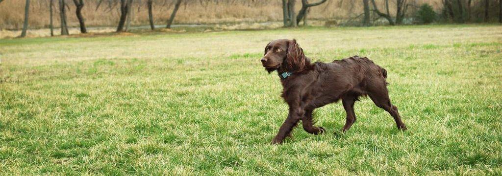 boykin dog - Boykin Spaniel: Características, cuidados y salud