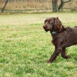 Boykin Spaniel: Características, cuidados y salud