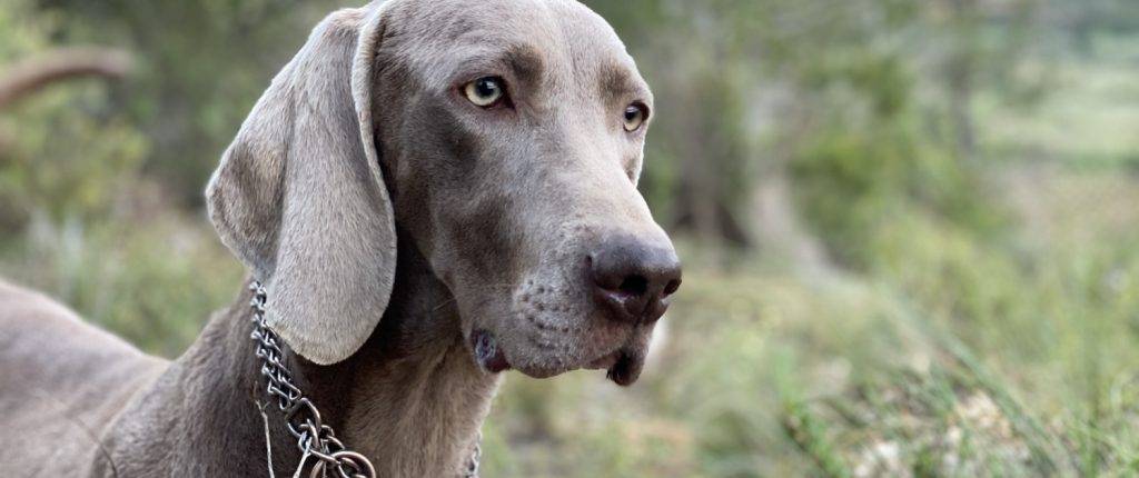 braco de weimar caracter - Características del Braco de Weimar como raza canina