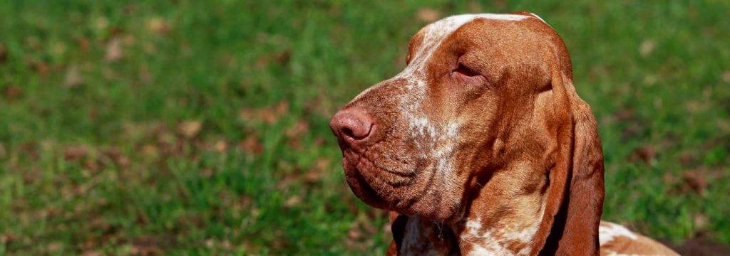 braco italiano - Cómo cuidar a tu Braco Italiano para garantizar su bienestar