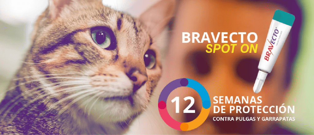 bravecto gatos pastillas - Qué debes saber sobre Bravecto para gatos