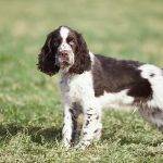 Características del Springer Spaniel británico de pelo corto