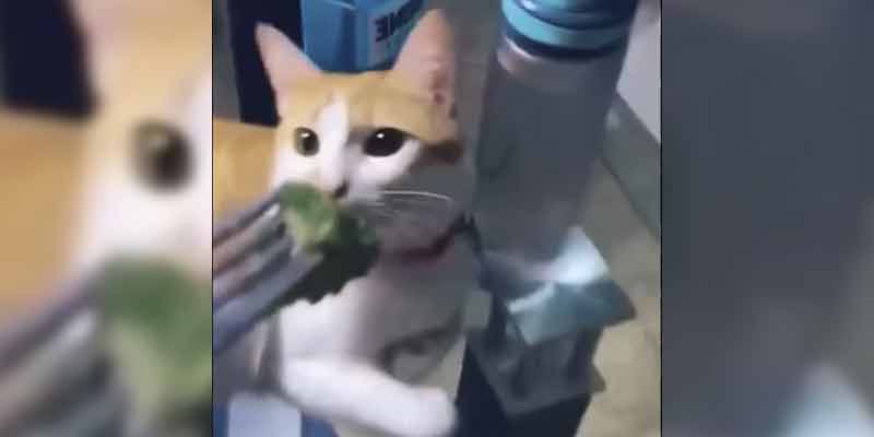 brocoli gatos - Pueden los gatos comer brócoli de forma segura