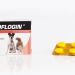 Teofilina: Cómo funciona y cuáles son sus efectos en perros