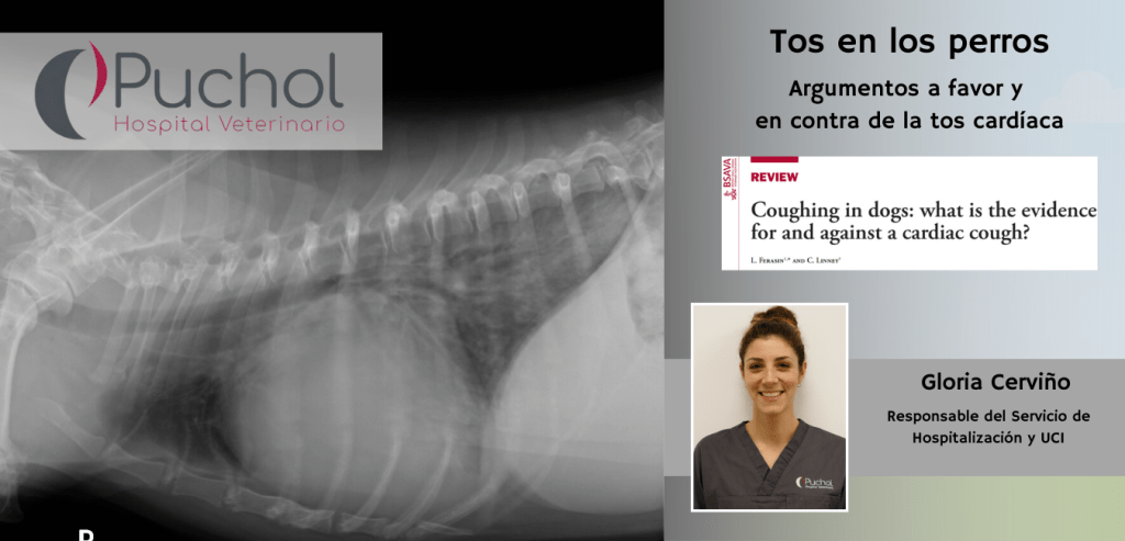 bronquitis cronica en perros sintomas - Qué es la bronquitis en perros y cuál es su tratamiento