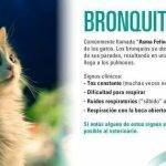 Cómo tratar la bronquitis en gatos de forma eficaz