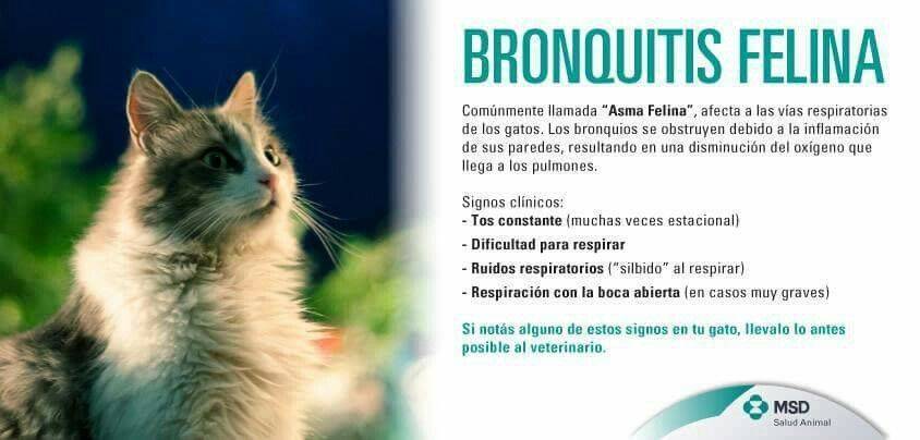 bronquitis en gatos - Cómo tratar la bronquitis en gatos de forma eficaz