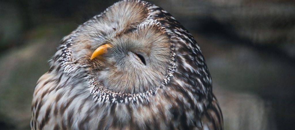 buho durmiendo - Cuál es la posición de descanso de los búhos en su hábitat natural