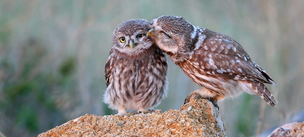 buho pequeno - Búhos en España: Cuántos tipos y especies existen