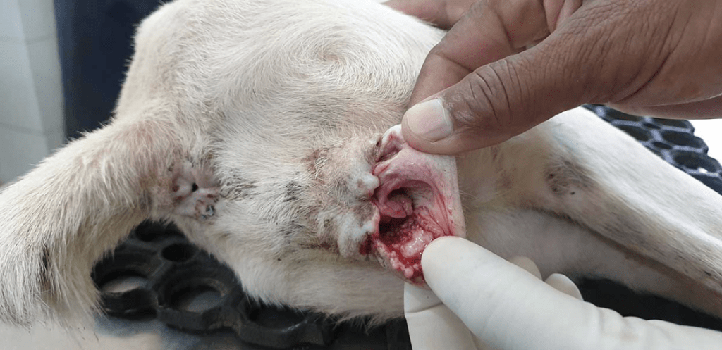 bulbo del glande perro - Qué saber sobre el pene de perro y sus problemas frecuentes