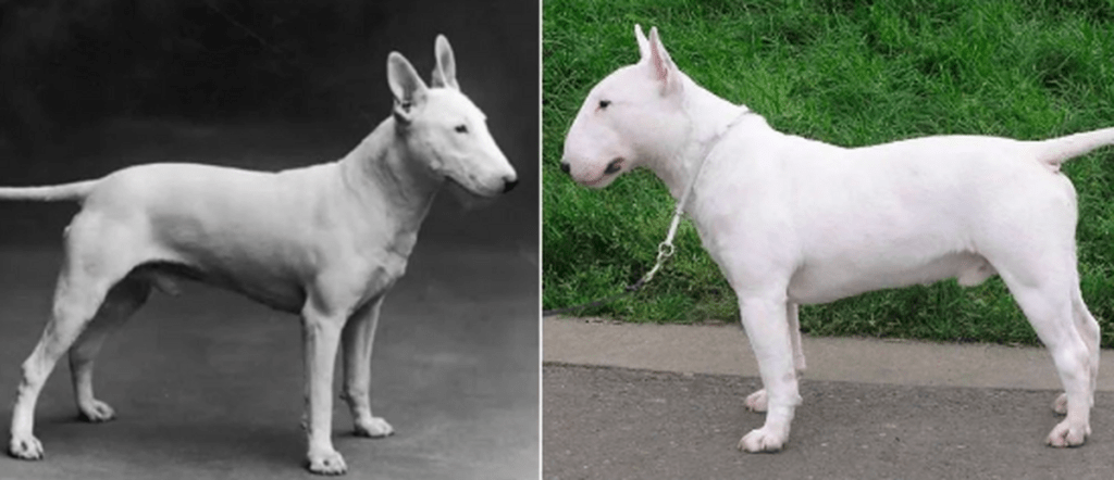 bull terrier antes y ahora - Evolución y transformación de Bull Terrier y Pastor Alemán