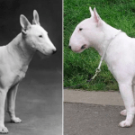 Evolución y transformación de Bull Terrier y Pastor Alemán