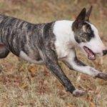 Qué características tiene el Perro Bull Terrier Inglés