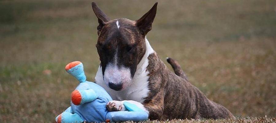 bull terrier pequenos - Conoces al encantador Bull Terrier Inglés Miniatura