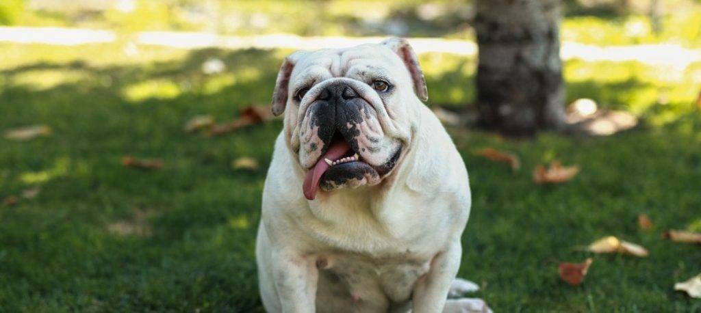 bulldog ingles adulto - Cómo cuidar a un Bulldog Inglés adulto de forma adecuada