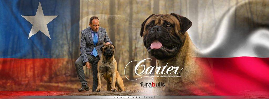 bullmastiff temperamento - Qué debes saber sobre el Bullmastiff y cómo cuidarlo adecuadamente