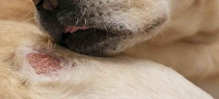 bulto con costra perro - Cuál es la causa de las costras en la piel de mi perro