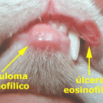 Bulto en el cuello del gato Causas y acciones a tomar