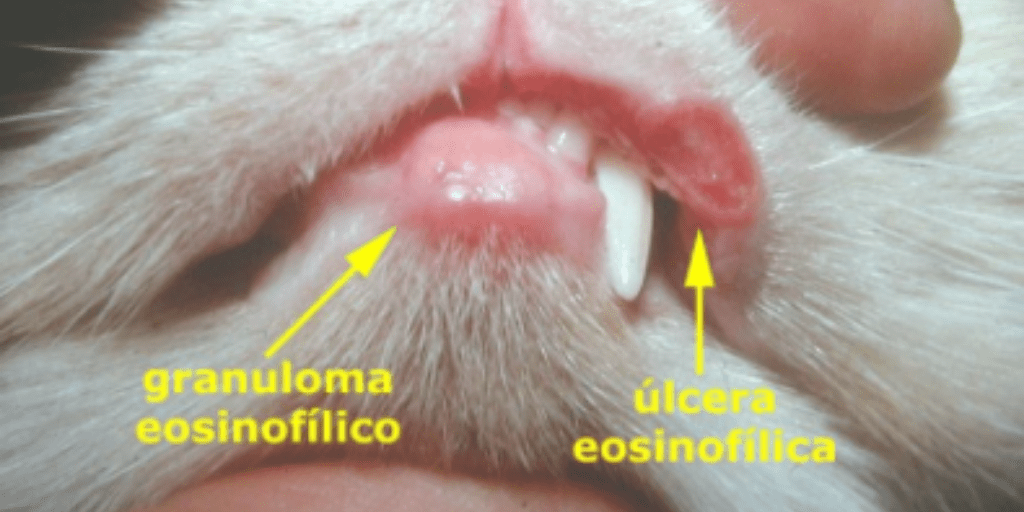 bulto cuello gato - Bulto en el cuello del gato Causas y acciones a tomar