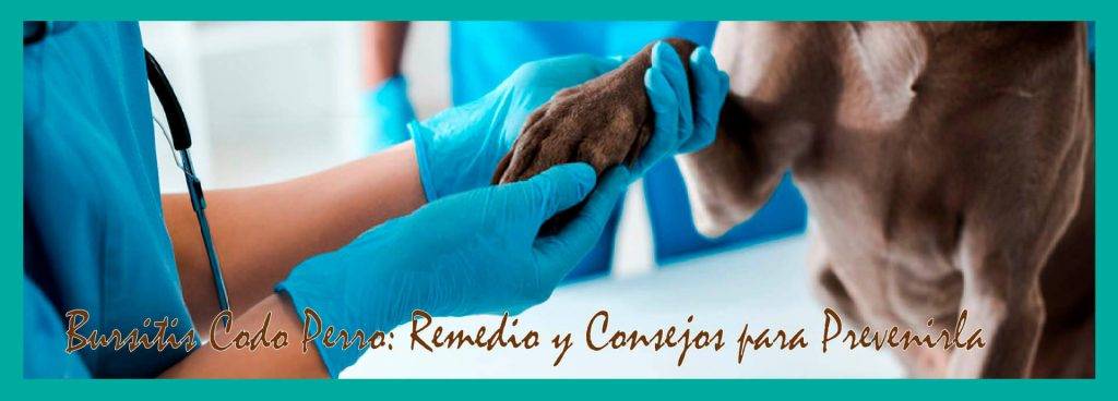 bursitis codo en perros - Bursitis en perros: causas, diagnóstico y tratamiento