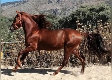 Caballo Alazán Tostado