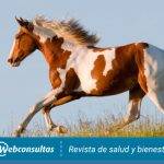 Conoces 20 razas de caballos americanos fascinantes