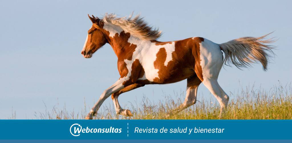 caballo americano - Conoces 20 razas de caballos americanos fascinantes