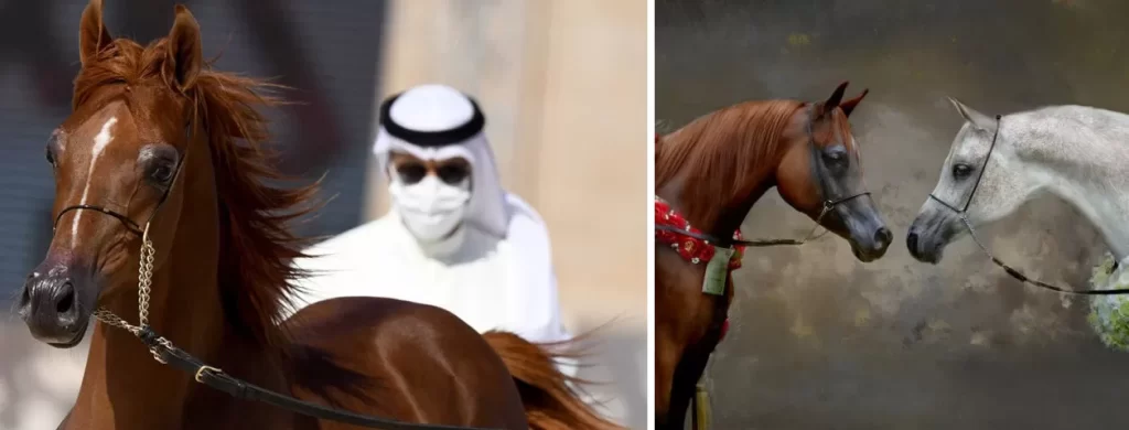 caballo arabe masa corporal - Cuáles son las características principales del caballo árabe