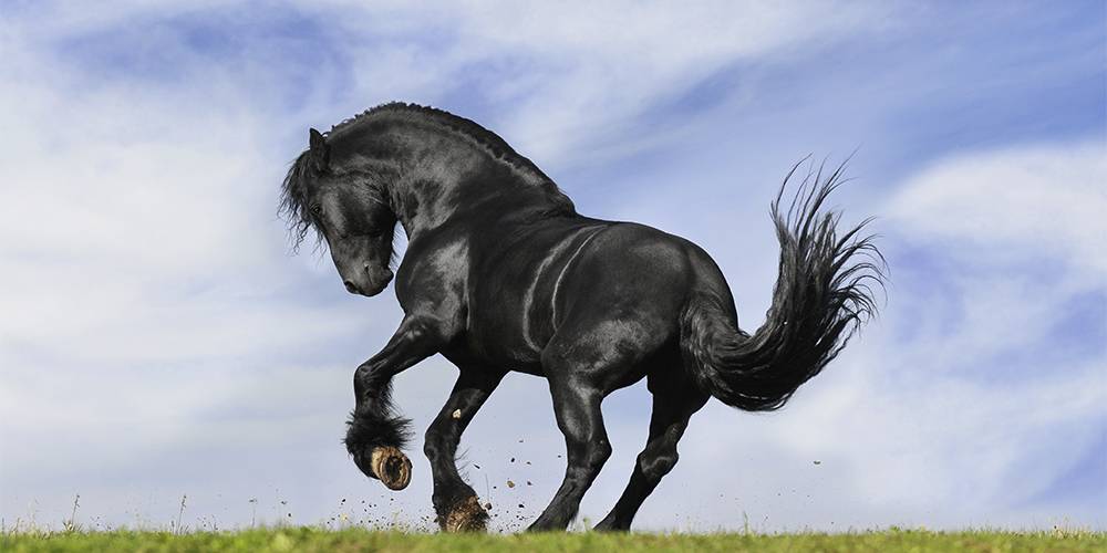 caballo bonito - Cuáles son los caballos más hermosos del planeta