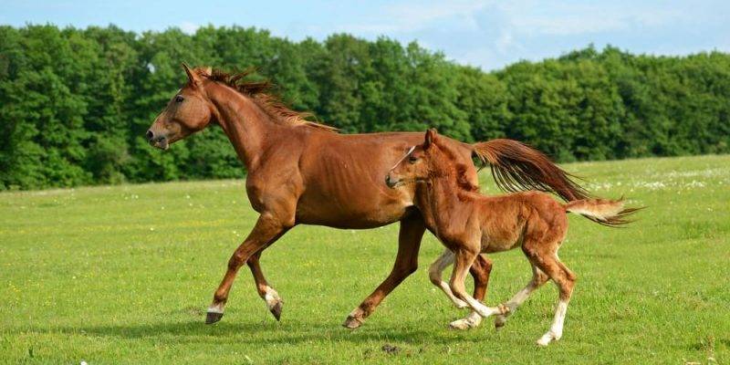 caballo como se reproduce - Cuál es el proceso de reproducción del caballo