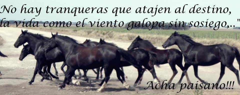 caballo frase - Necesitas ideas para expresar tu amor por los caballos