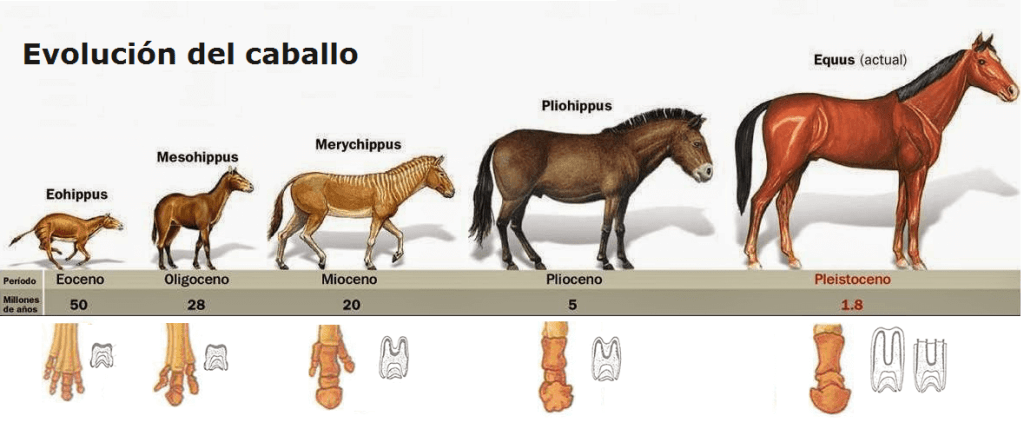 caballo nombre - Necesitas ideas de nombres únicos para tu caballo o yegua