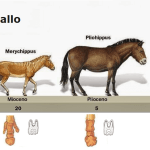 Necesitas ideas de nombres únicos para tu caballo o yegua