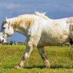 Qué cuidados y características tiene el caballo Percherón