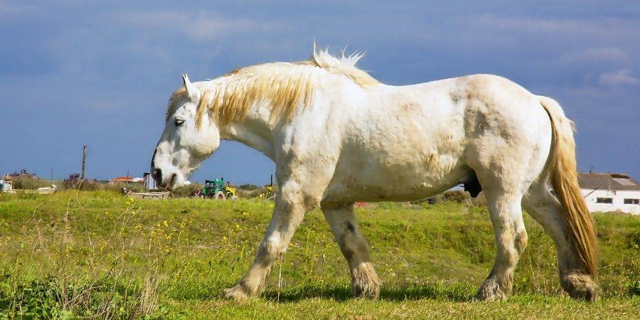 caballo percheron caracteristicas - Qué cuidados y características tiene el caballo Percherón