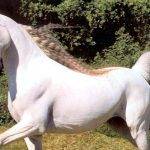 Existen unicornios reales o son solo criaturas de fantasía