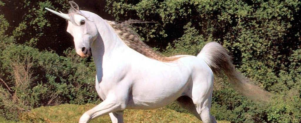 caballo unicornio real - Existen unicornios reales o son solo criaturas de fantasía