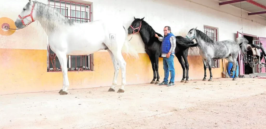 caballos de raza espanola - Cuáles son las Razas de Caballos Españoles