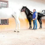 Cuáles son las Razas de Caballos Españoles