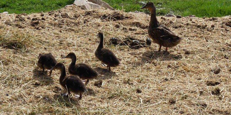 caca de patos - Cómo cuidar adecuadamente a un pato domesticado en casa