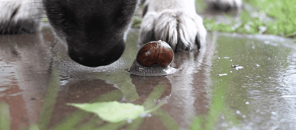 caca de perro con parasitos - Qué causa que mi perro expulse gusanos vivos en sus heces