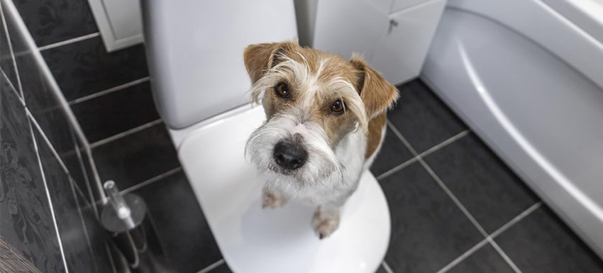 caca de perro con puntitos blancos - Qué significan los colores de heces en perros como negro y verde