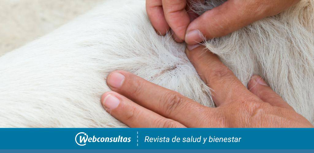 caca de pulga en gatos - Cómo eliminar pulgas en gatos y protegerlos en casa