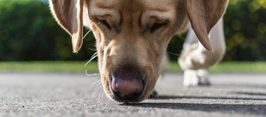 caca despues de desparasitar 1 - Duración y manejo de diarrea post-desparasitación en perros