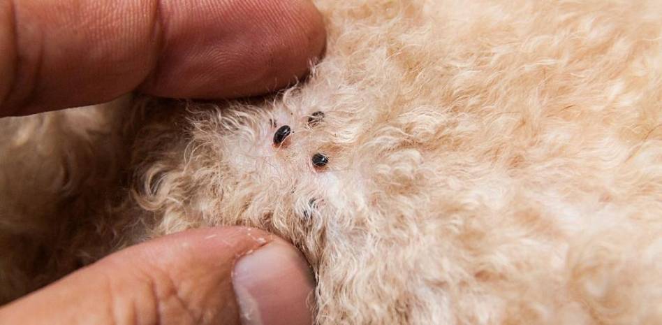 cachorro con pulgas - Cómo proteger a tu cachorro de las pulgas de forma efectiva