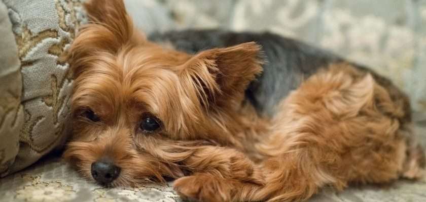 cachorro llora por la noche - Cómo ayudar a mi cachorro a dejar de llorar por la noche